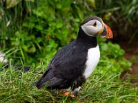 Putziger Papageientaucher